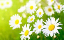 May Flovers